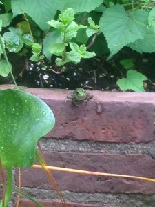 A Frog at Caramoor (Photo by Stephan Moore)